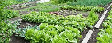 Learn how to make your own compost at home. Fertilizing Your Vegetable Garden With Milorganite Milorganite