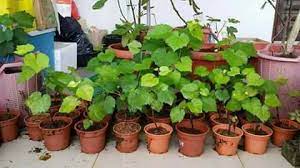 Minggu lepas aku baru je selesai cantaskan 2 pokok anggur ku yang ku tanam dalam pasu depan rumah. Jom Tanam Anggur Dalam Pasu Boleh Terus Tanam Dalam Pasu Berbuah Seawal 2 Hingga 5 Bulan Dijual Beserta Pasu Pokok Berbuah Lebat Nak Dapatkan Anak Pokok Anggur Dalam Pasu Ni Whatsap 0137783038