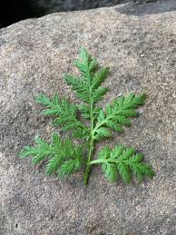 Artemisias come in numerous different foliage shapes, sizes, and heights. Artemisia A Traditional Remedy For Fever And Flu Rishi Tea Botanicals Tea And Health
