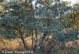 Image result for Terminalia sericea