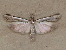 Image result for Euclasta