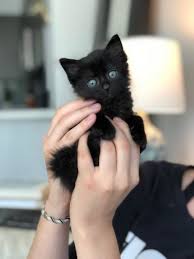 Why does he need a foster home now? Foster Town Cats