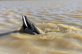 How to Make a Duck Decoy Jerk Rig - Florida Sportsman