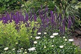 Top 10 Perennials Of The 21st Century Perennial Gardening Best Perennials Perennials Landscaping Inspiration