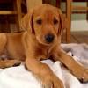 Adopted, chocolate lab, puppy, retriever mix. 1