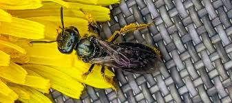 Image result for Dialium holtzii