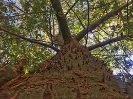 Image result for Ceiba