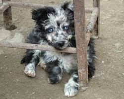 We want to ensure the best match possible so that both the mudi and the new owner are happy, therefore we reserve the right to refuse a sale for any reason. Mudi Puppies