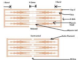Smooth muscles are found in the hollow organs like the stomach. Cbse Ncert Notes Class 11 Biology Locomotion And Movement