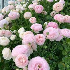 Evening Farm Walk With My Buddy Timmy Through The Hoops I Couldn T Help But Pick A Big Handful Of These Chamallow Ranunculus Swipe Farm Flowers Ranunculus