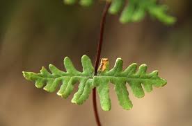 Image result for Aleuritopteris