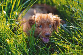 Why Does My Dog Eat Grass The Healthy Pet Club