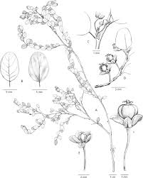 Image result for Phyllanthus hutchinsonianus