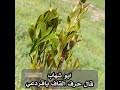 اجمل البوم صور ومناضر من كحلان الشرف بلاد القات الشامي اجمل صور قات اغلا قات بالدولار. ØªØ­Ù…ÙŠÙ„ Ø£ØºÙ†ÙŠØ© Ø´ÙŠÙ„Ø© Ø§Ù„Ù‚Ø§Øª Ø§Ù„Ø´Ø§Ù…ÙŠ
