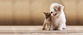 Bspca The Bombay Society For The Prevention Of Cruelty To Animals During lockdown we will be delivering animals up to 60 minutes' drive before an adoption is finalised, we might organise a meet and greet with the animal in your garden. prevention of cruelty to animals