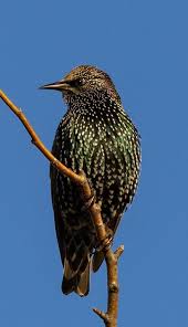 Beautiful Starling In 2020 Pet Birds Beautiful Birds Birds