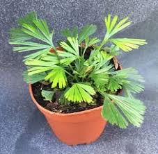 Image result for Actiniopteris semiflabellata