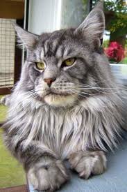 Pin On Maine Coon Cats