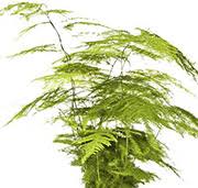 Image result for Stadmannia