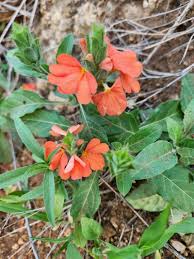 Image result for Crossandra mucronata