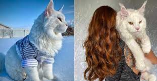 Video) So Huge It Got Mistaken As A Dog! World's Biggest Maine Coon Kitten