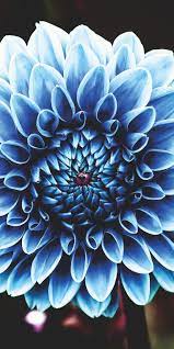 Dahlia Blue Portrait 1080x2160 Wallpaper Blue Succulents Succulents Wallpaper Purple Succulents