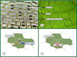 We did not find results for: Biobook Su Leaf Do All Plants Undergo Photosynthesis And Fix Carbon In Sugars In Exactly The Same Way