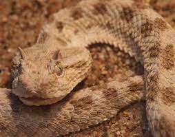 Horned Pit Viper Reptiles Poisonous Snakes Snake