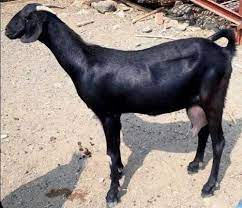 The breed is considered useful both for meat and milk. Balck Women Osmanabadi Pregnant Goat 36 41 Rs 320 Kg Yashraj Agro Farm And Trading Id 19743939897