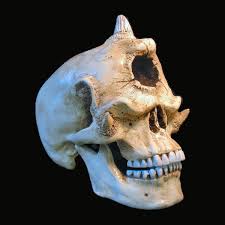 Elephant skull on a plumage background. Cyclops Elephant Shefalitayal
