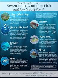 Find Out About Bear Point Harbor S 7 Most Common Fish Grab A Pole And Head On Over Goodtoknow Outdoors Freshwater Fish Spanish Mackerel Fish