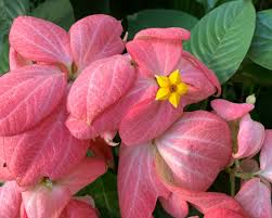 Image result for Mussaenda