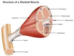 Image result for Groin Disruption