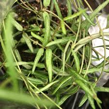 Image result for Ceropegia linearis