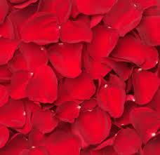 Red Rose Petals Wholesale Rose Petals For Weddings Valentine S Day Rose Petals Rose Petals Red Rose Petals Pink Rose Bouquet