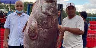 Ikan kerapu tergolong ke dalam ikan ikan kerapu juga termasuk ikan yang digemari oleh masyarakat, karena dagingnya yang empuk dan enak. Nelayan Ini Tangkap Ikan Kerapu Raksasa Harganya Diperkirakan Rp 42 2 Juta