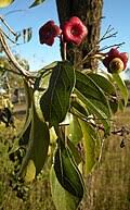 Image result for Clerodendrum abilioi