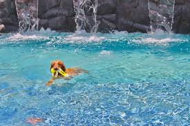 Searching dog boarding services near me? Upland Heavenly Pet Resort
