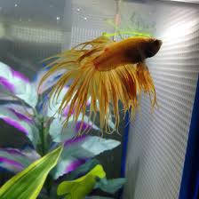 I Love Mango He S My Only Fish That Has Never Had Problems With His Tail That S Why I Love Crowntails Fish Betta Fish Fish Pet