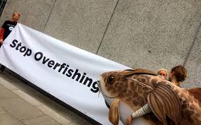 Total allowable catch (tac) the minister determines the canadian tac for the greenland halibut stock. Ngos Call On Baltic Governments To Stop Driving Overfishing Our Fish