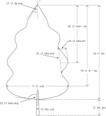 Image result for Solanum campylacanthum 'panduriforme type'