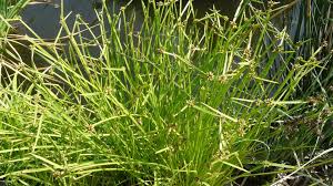Image result for Schoenoplectiella mucronata