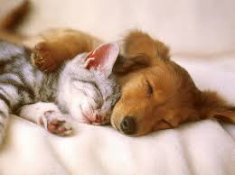 Who needs pet sitting insurance? Public Liability Insurance For Pet Sitters Ashburnham Insurance