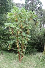 Image result for Hagenia