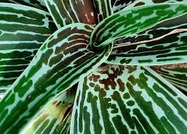 Image result for Ledebouria Unidentified sp. no4.