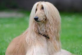 The long haired german shepherd is a courageous love bug who is much more interested in playing than protecting. Long Hair Don T Care How To Groom Long Coats