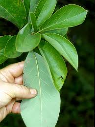 Image result for Persea americana