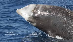 Image result for Cuviera