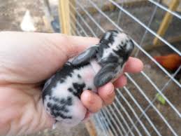 Black And White Holland Lop 3 Day Old Black And White Mini Lop Bunny Bunnies Are Born With Markings On Their Skin Showing The Color Their Fur Will B Mini Lop Bunnies Mini Lop Lop Bunnies