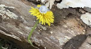 Tabitha Frith and Cory Ingram's Wedding Website